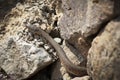 ÃÂ Yellow Spotted Keelback snake close up of juvenile snake hiding in rocks around water bodies